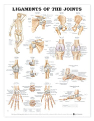 Ligaments of the Joints