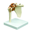 Functional Shoulder Joint with Ligaments