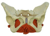 Female Pelvis with Pelvic Floor Muscles