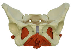 Female Pelvis with Pelvic Floor Muscles