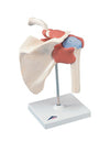 Functional Shoulder Joint, Deluxe - Includes 3B Smart Anatomy