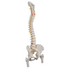 Flexible Spine, Classic, w/Femur Heads - Includes 3B Smart Anatomy