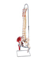 Flexible Spine, Classic, w/Femur Heads, Muscles - Includes 3B Smart Anatomy