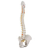 Flexible Spine, Classic, with Male Pelvis - Includes 3B Smart Anatomy