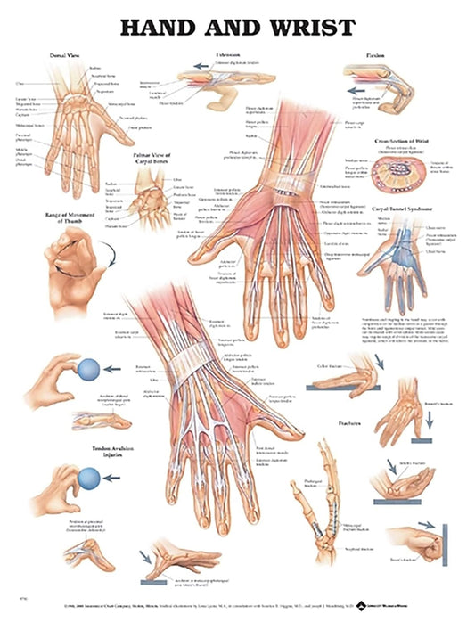 Hand and Wrist