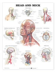 Head and Neck