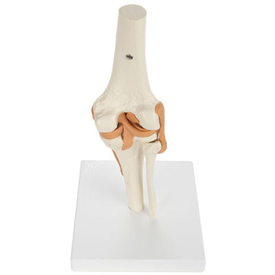 Functional Knee Joint with Ligaments