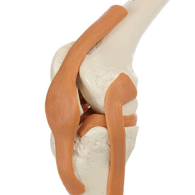 Functional Knee Joint with Ligaments