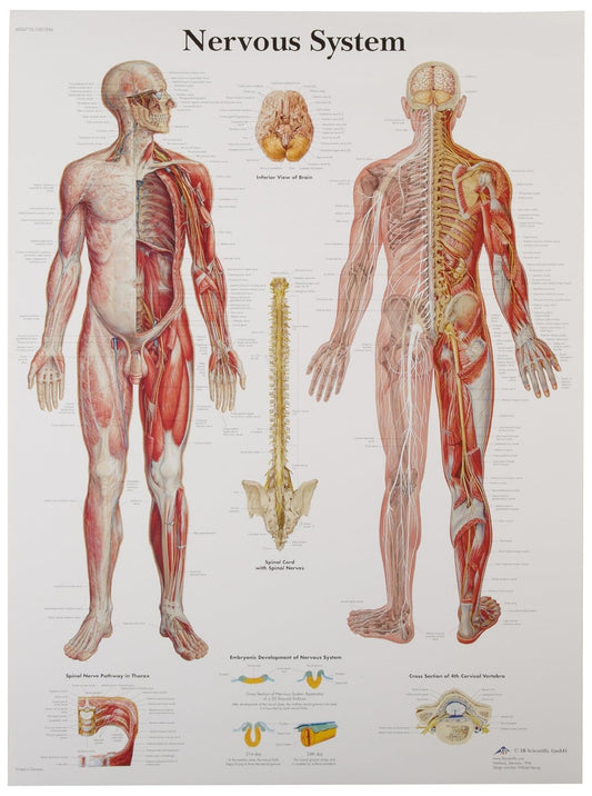 Nervous System