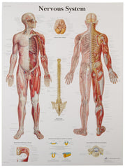 Nervous System