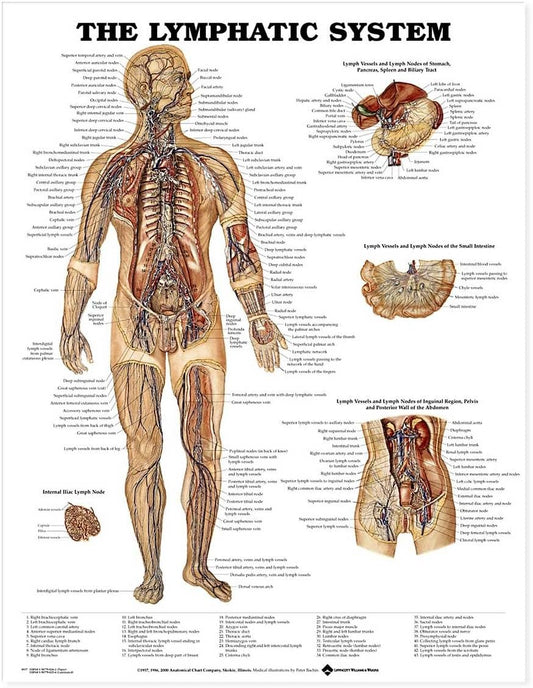 The Lymphatic System
