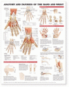 Anatomy and Injuries of the Hand and Wrist
