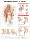 Anatomy and Injuries of the Hip