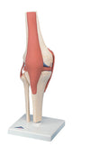 Functional Knee Joint, Deluxe - Includes 3B Smart Anatomy