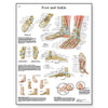 Foot and Joints of Foot Chart