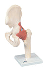 Functional Hip Joint, Deluxe - Includes 3B Smart Anatomy