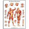 Human Musculature