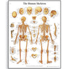 Human Skeleton Chart