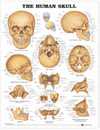 Human Skull