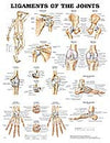 Ligaments of the Joints