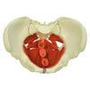 Female Pelvis with Pelvic Floor Muscles