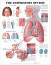 The Respiratory System