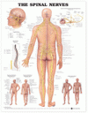 The Spinal Nerves