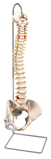 Flexible Spine, Classic, w/Female Pelvis - Includes 3B Smart Anatomy