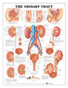 Urinary Tract