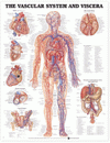 The Vascular System and Viscera